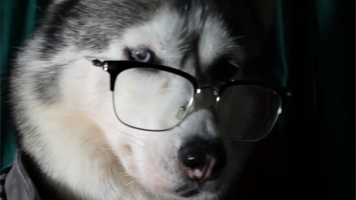 我们可是全方位帅狗