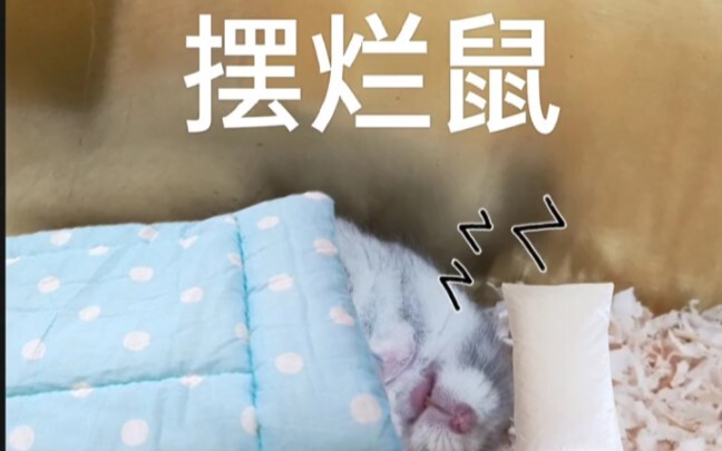 Vậy thì, bạn là con chuột nào?