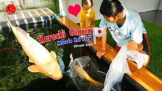 ปลาคาร์ฟนอกตัวแรกของพี่เจมส์ ได้เวลาลงบ่อ Karachi Ginrin Marudo Koi Farm l คุณพ่อคราฟ EP.42