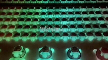 Pasukan Kura-Kura Quan Hongchan