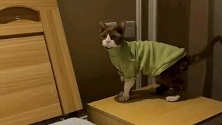 养猫千日，用猫一时