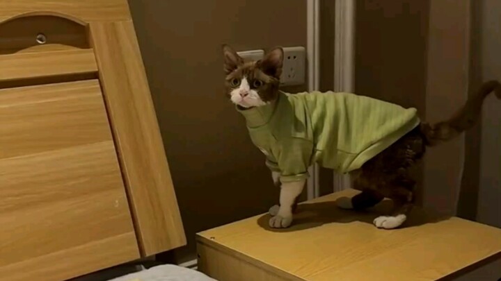 You raise a cat for a thousand days, only to use it for a single moment.