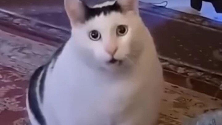 ⚡Crazy, Absurd, and Hilarious Moments from Abroad ⚡ 868