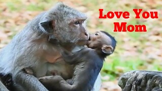 Wow, I Love You Mom, Baby Monkey Jinx Kiss Her Mom Look So Sweet, Adorable Baby Monkey Giving 1 Kiss