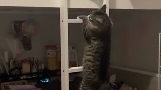 Kucing-kucing: Belajar memanjat tangga hanya untuk masuk ke dalam selimut