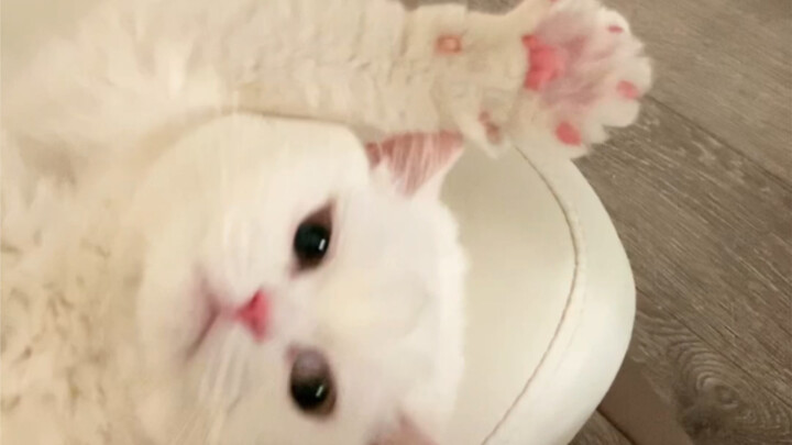 Every Day Healed by My Little Kitty