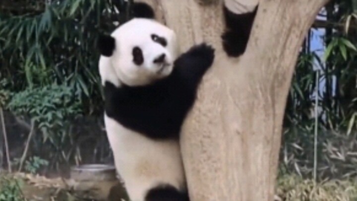 Ông nội dạy khác hẳn, tư thế trèo cây của Phúc Bảo đúng chuẩn phong cách thỏ độc nhất vô nhị!