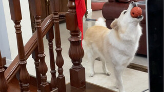 เฉินเป่ยหล่าเริ่มหัดพูดแล้ว