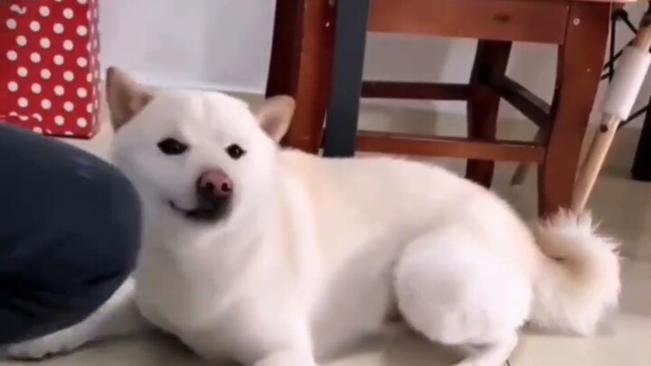 Shiba Inu: Đừng đánh em bé nữa