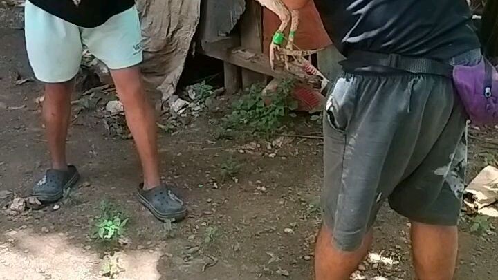 bal farm ehehe