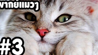 พากย์แมวๆ เดอะ ซีรี่ย์ - Season 1 Ep3「นายหัวฟ้า」 ตลกฮาเกรียน