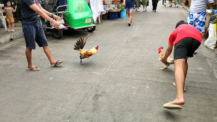 Spar lang po ito ng aking Bulik na Biboy line (Katatapos lang mag-lugon). Angat sarado talaga.