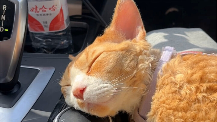 يبدو أنه أتقن جوهر السفر: يركب الحافلة وينام، وينزل منها ليتبول.