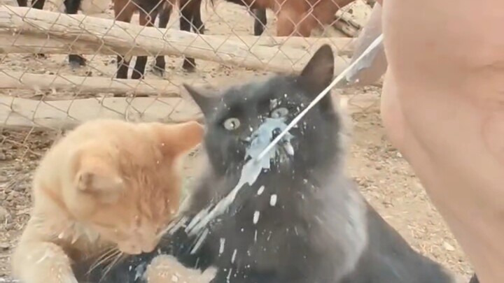 Kucing sapi perah
