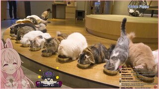 Pippa's bnunies