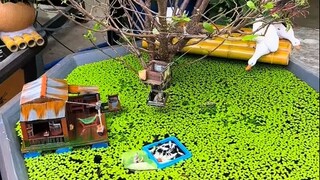 鱼缸里的温暖角落：养鱼日常治愈心灵的良方