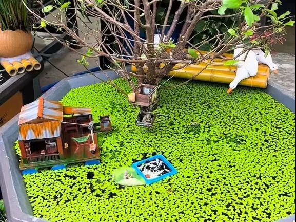 A warm corner in the fish tank: a good way to heal your soul through daily fish farming