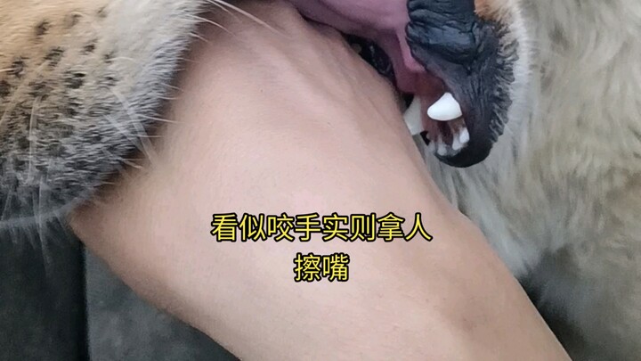 Loài chó này khôn nhất rồi, tưởng là cắn tay hóa ra lại lấy người để lau miệng
