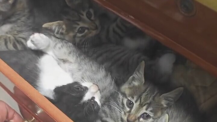 A Drawer Full of Kittens