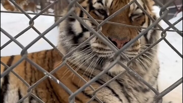 “ทำให้ขำจนหงายหลัง” ได้กลายเป็นรูปธรรมแล้ว