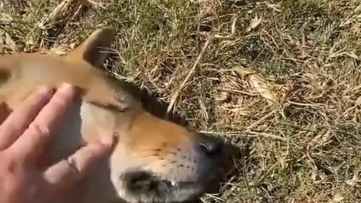 "نوم الكلب مجرد خدعة، لكن تجاهلك حقيقي"