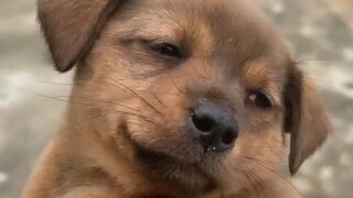 เจ้าหมาน้อยน่ารักในหมู่บ้าน