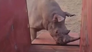 An accident occurred during the rhino relocation—get a firsthand sense of just how powerful a rhino'