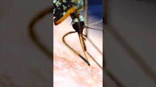 Mosquito BITING Human under the microscope! #shorts