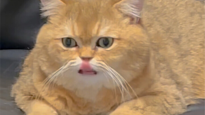 Kabarnya, mencubit kulit kepala kucing akan membuat kucing menguap!