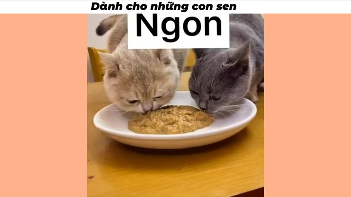 Sen đâu vào đây học làm cho hoàng thược nào #doisong #nuoimeo