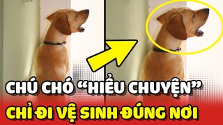 Chú chó HIỂU CHUYỆN cố gắng "NHỊN" chờ Sen mở cửa mới ra ngoài đi vệ sinh 🥰 | Yêu Lu