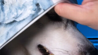 ดูดวงตาสุนัขคู่นี้สิ มองใครก็ลึกซึ้งไปหมดเลย