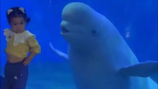 Paus beluga dirancang untuk menakuti anak-anak. Tugas hari ini telah berhasil diselesaikan!