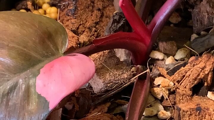 พิงค์ปรินเซส