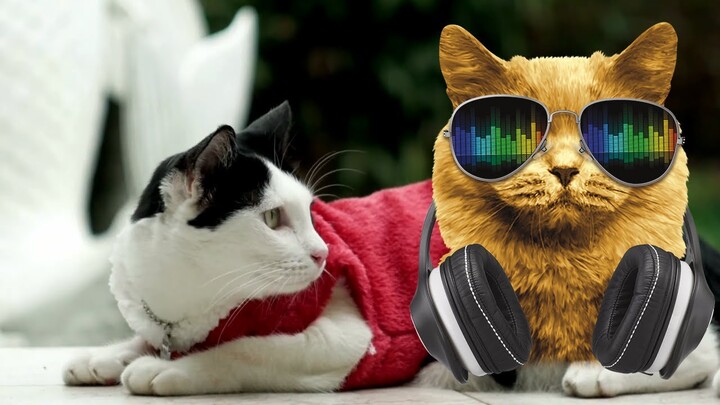 Video Kucing Lucu dan Imut Bikin Adem | Kumpulan Video Kucing Lucu dan Imut Dengan Musik Relax