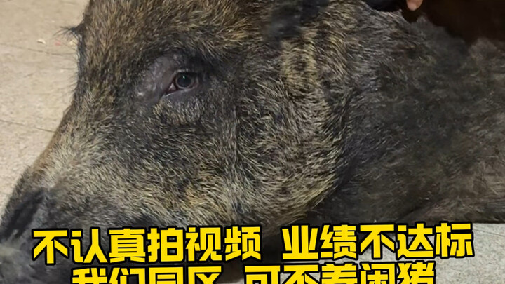 Tôi bị khiếu nại vì ngược đãi động vật rồi, đúng là trên đời vẫn nhiều người tốt thật 😂 #Diễnxuấtkịc