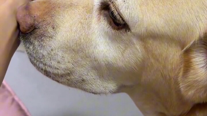 Apa semua anjing paham sedikit tentang pengobatan tradisional Tiongkok?