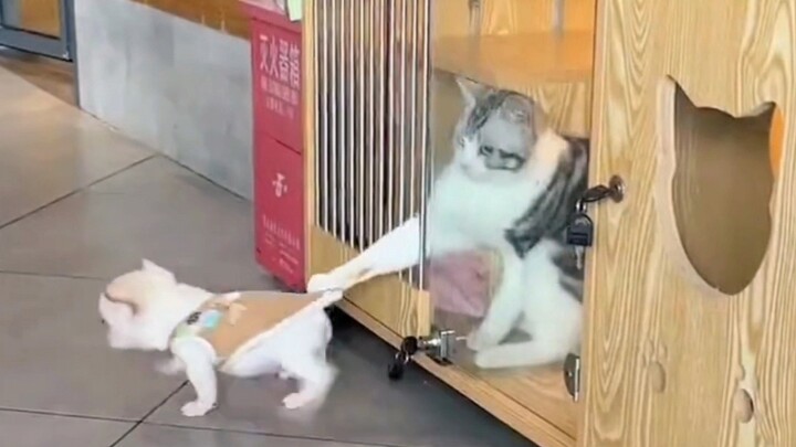 “Seberapa nakal sih tangan kucing kecil itu?”