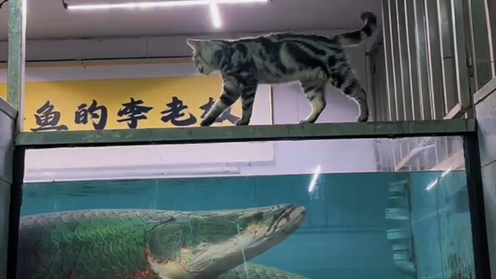 Cat: When it comes to reflexes, buddy, you’ve still got a lot of work to do.