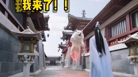 Samoyed’s Unexpected Breakout Moment: How Samoyeds Stole the Show in TV Dramas