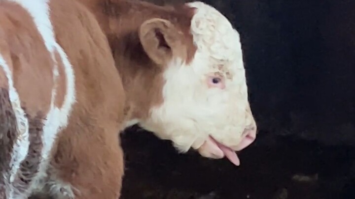 Two calves are barely hanging on, and my dad is administering emergency treatment with two needles s