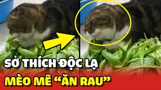 Chiêm ngưỡng bé Mèo có sở thích ĂN RAU vô cũng lạ lẫm 😯 | Yêu Lu