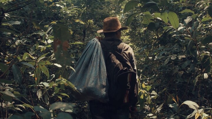 Sustainable Brazil Nut collection from the Amazon Rainforest
