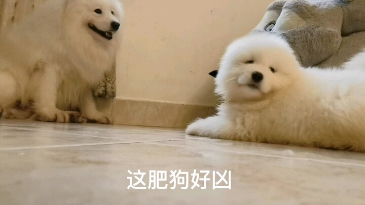 Bu Bao can't do a thing about them!