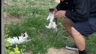 Ibu Kucing: Apakah mencuri bayi begitu mencolok sekarang?