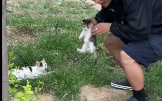 Mother Cat: Is stealing babies so blatant now?
