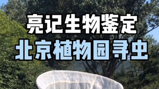 [Identifikasi Biologis Liangji] Sebuah "pohon suci" ditemukan di Beijing, dan berbagai serangga inda