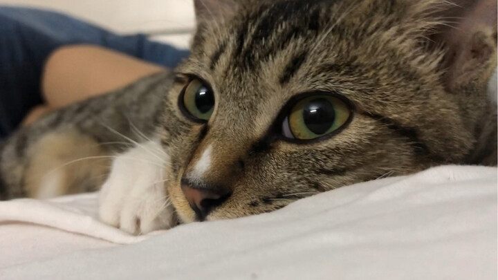 Con mèo mướp lúc đầu hung dữ thế, ai ngờ sau này lại thành con mèo quấn người!