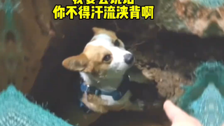 好险差点成流浪狗🐶