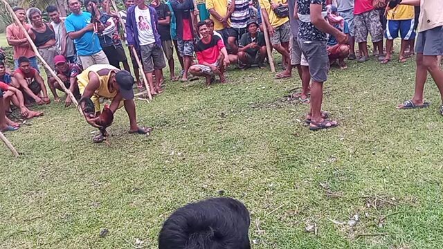 kala nila talo na manok nmin🤭